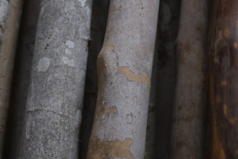 御所南「かはづ」床柱選び